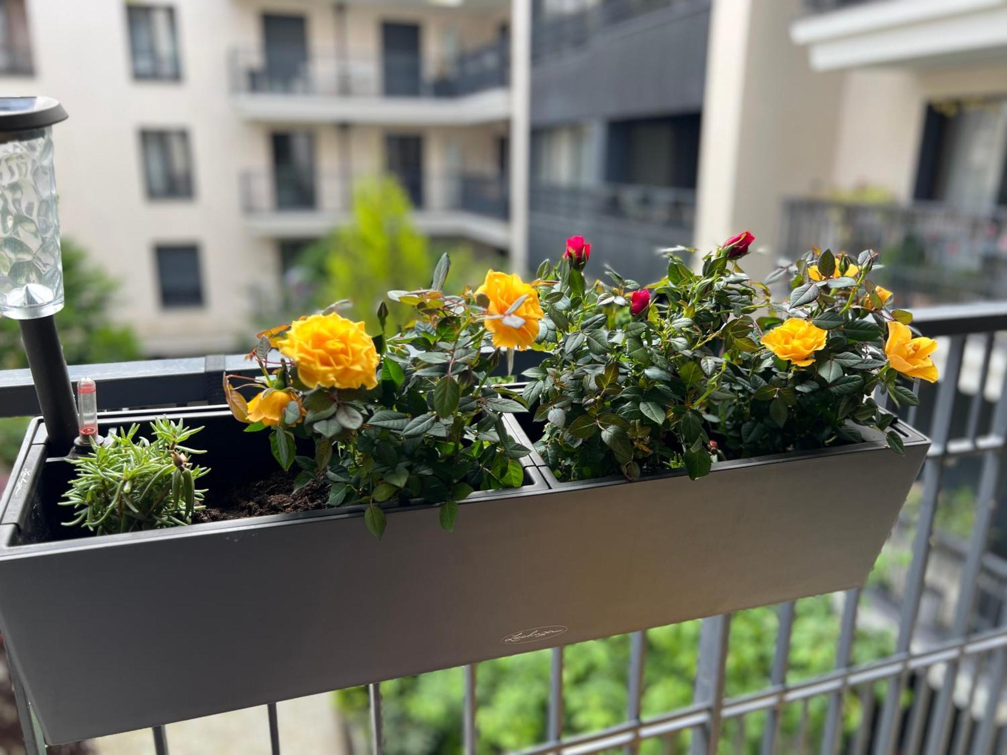 Serenite Totale : Ensoleille Clichy